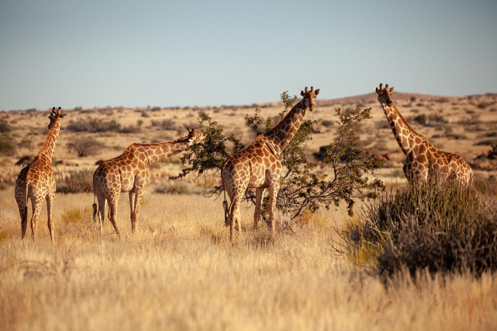 Sandfontein Lodge & Nature Reserve Buitenkant foto