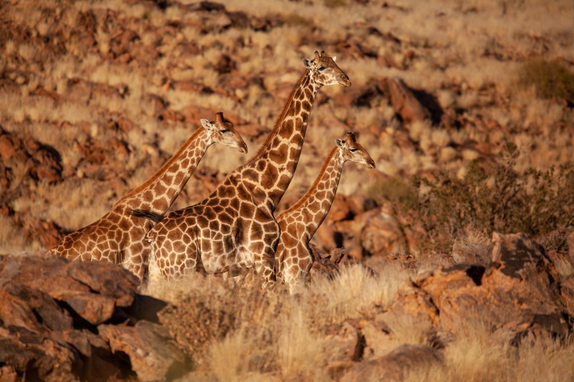 Sandfontein Lodge & Nature Reserve Buitenkant foto